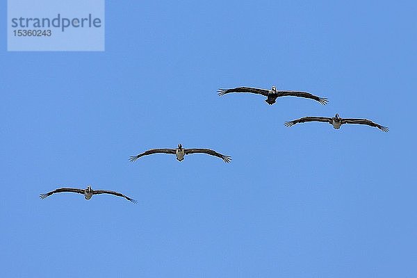 Vier Braunpelikane (Pelecanus occidentalis) im Gleitflug  blauer Himmel  Nationalpark Manuel Antonio  Provinz Puntarenas  Costa Rica  Mittelamerika