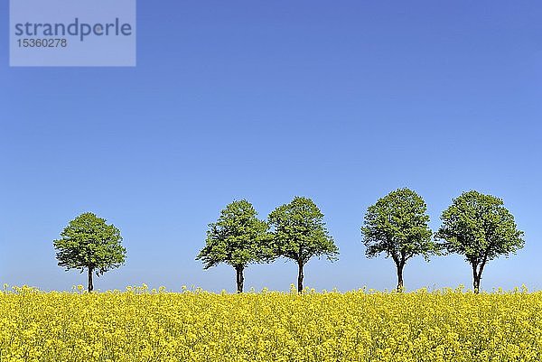 Linden (Tilia)  Baumreihe hinter einem blühenden Rapsfeld (Brassica napus) unter blauem Himmel  Nordrhein-Westfalen  Deutschland  Europa