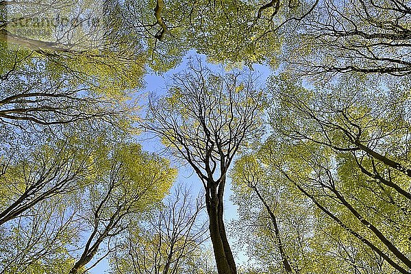 Laubwald im Frühling  Bilck in den Baumkronen  Rotbuchen (Fagus sylvatica) bei Sonnenschein und blauem Himmel  Nordrhein-Westfalen  Deutschland  Europa