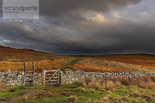 Steinmauer in Herbstlandschaft mit dunklem Himmel  Greenhead  Northumberland  Großbritannien