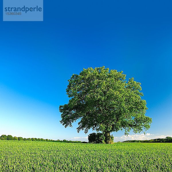 Solitärbaum  alte Eiche (Quercus) auf grüner Wiese im Sommer mit blauem Himmel  Mecklenburg-Vorpommern  Deutschland  Europa