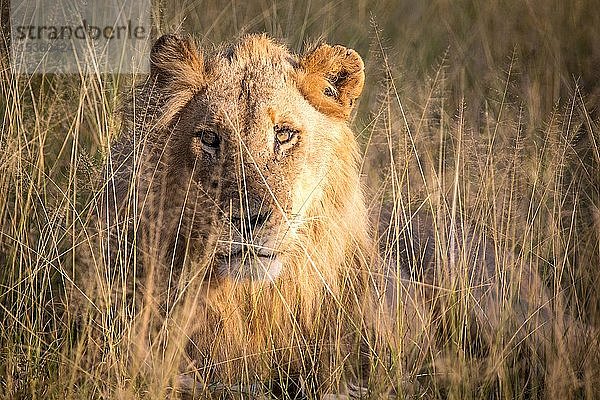 Afrikanischer Löwe (Panthera leo)  männlich  im Gras liegend  Portrait  Direktansicht  Naturschutzgebiet Klaserie  Südafrika  Afrika