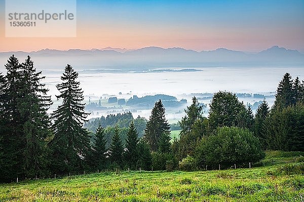 Blick vom Auerberg bei Bernbeuren  Frühnebel im Tal in der Morgendämmerung  im hinteren Alpenraum  Allgäu  Bayern  Deutschland  Europa