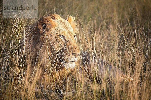 Afrikanischer Löwe (Panthera leo)  männlich  im Gras liegend  Klaserie Nature Reserve  Südafrika  Afrika