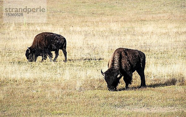 Zwei Beefalos oder Cattalos auf einer Weide  Kreuzung von Amerikanischem Bison (Bison bison) und Hausrind (Bos taurus)  Grand Canyon National Park  North Rim  Arizona  USA  Nordamerika