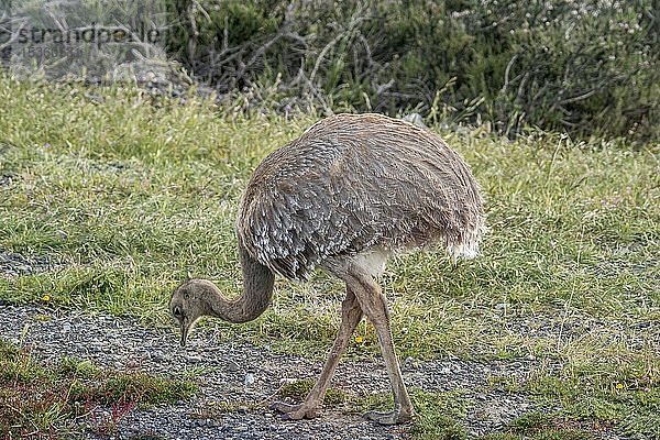 Darwin-Rhea (Rhea pennata)  Torres del Paine National Park  Región de Magallanes  Patagonien  Chile  Südamerika