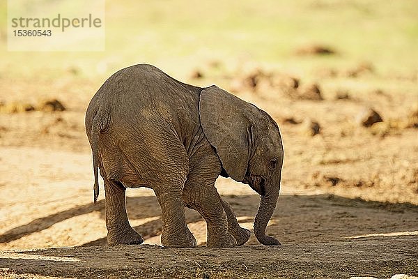 Afrikanischer Elefant (Loxodonta africana)  Jungtier  Addo Elephant National Park  Ostkap  Südafrika  Afrika