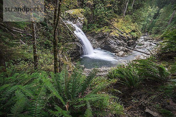Kleiner Wasserfall in einem Wald mit dichter Vegetation  North Fork Falls  Okanogan-Wenatchee National Forest  Washington  USA  Nordamerika