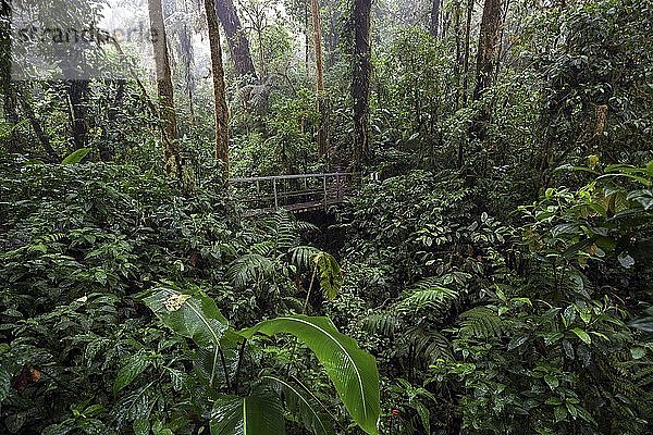 Brücke entlang des Encantado-Pfads mit dichter Vegetation im Nebelwald  Reserva Bosque Nuboso Santa Elena  Provinz Guanacaste  Costa Rica  Mittelamerika