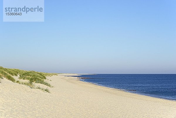 Breiter weißer Sandstrand am Ellenbogen bei List  Sylt  Nordfriesische Insel  Nordsee  Nordfriesland  Schleswig-Holstein  Deutschland  Europa