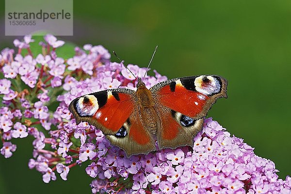 Europäisches Tagpfauenauge (Aglais io) (Inachis io)  Schmetterling auf Blüten von Schmetterlingsflieder (Buddleja davidii)  Schleswig-Holstein  Deutschland  Europa