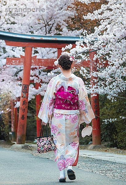 Japanerin im Kimono unter blühenden Kirschbäumen  Torii-Tor am Takenaka-Inari-Jinja-Schrein  Kyoto  Japan  Asien