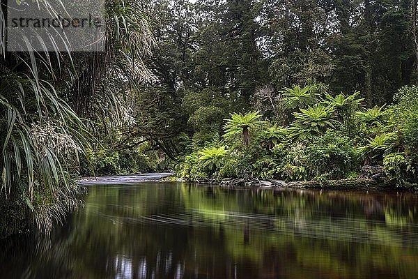 Fluss fließt durch Regenwald mit Baumfarn (Cyatheales)  Oparara-Fluss  Oparara-Becken  Kahurangi-Nationalpark  Karamea  Westküstenregion  Südinsel  Neuseeland  Ozeanien