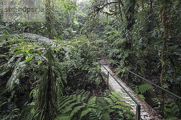 Brücke entlang des Encantado-Pfads  dichte Vegetation im Nebelwald  Reserva Bosque Nuboso Santa Elena  Provinz Guanacaste  Costa Rica  Mittelamerika