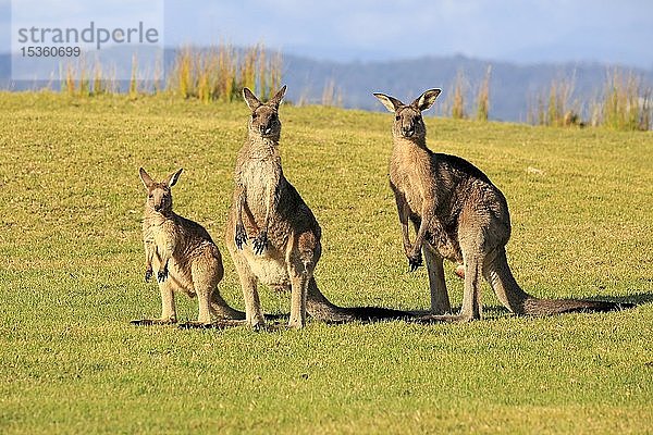 Östliche Graue Kängurus (Macropus giganteus)  Tierfamilie mit Jungtier  das wachsam auf einer grünen Wiese steht  Maloney Beach  New South Wales  Australien  Ozeanien