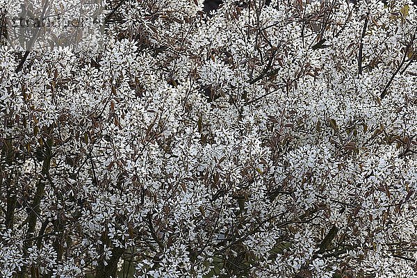 Blüten eines Maulbeerbaums (Amelanchier)  Bayern  Deutschland  Europa