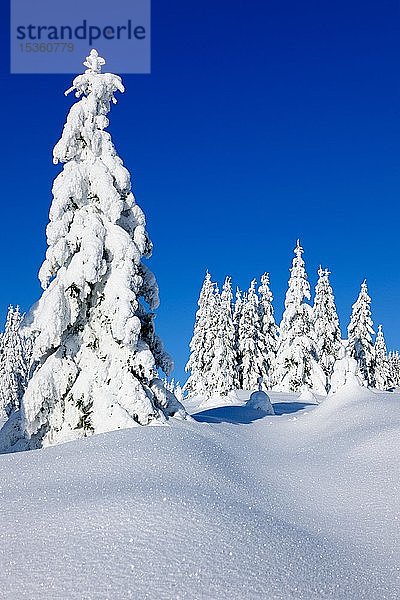 Verschneite Winterlandschaft  Fichten (Picea abies) mit Schnee bedeckt  strahlender Sonnenschein  blauer Himmel  Schneekristalle funkeln  Nationalpark Harz  Sachsen-Anhalt  Deutschland  Europa