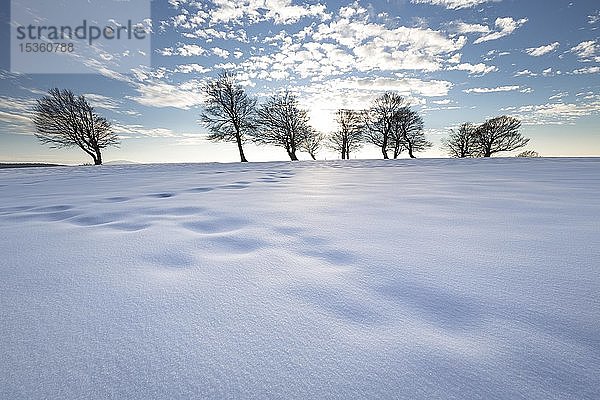 Nachmittag bei Schnee an den Windbuchen auf dem Schauinsland  Schwarzwald  Baden-Württemberg  Deutschland  Europa