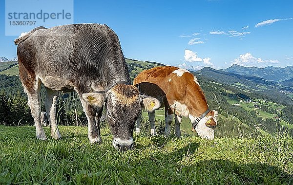 Junge Kälber (Bos primigenius taurus) grasen auf einer Wiese  Fleckvieh und Grauvieh  Hochbrixen  Brixen im Thale  Tirol  Österreich  Europa
