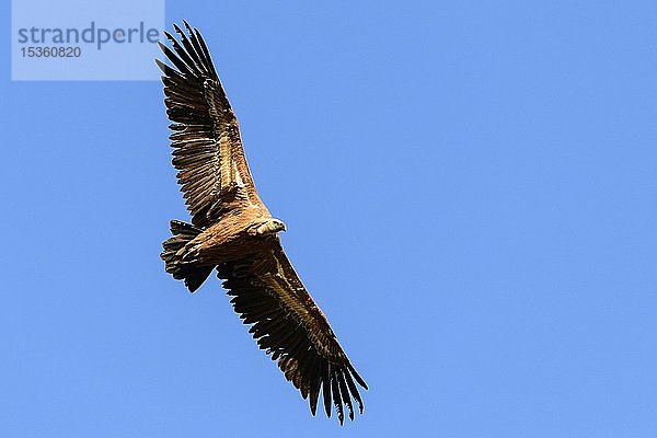 Gänsegeier (Gyps fulvus)  Altvogel im Flug  Nationalpark Monfragüe  Extremadura  Spanien  Europa