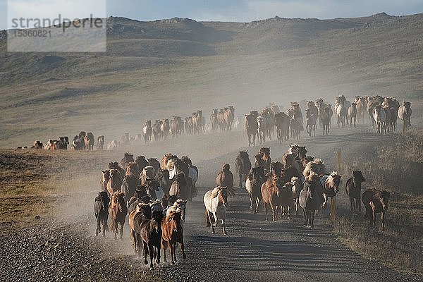 Islandpferde (Equus islandicus)  Herde wird vom Hochland ins Tal getrieben  Pferdetrieb oder Réttir  bei Laugarbakki  Nordisland  Island  Europa