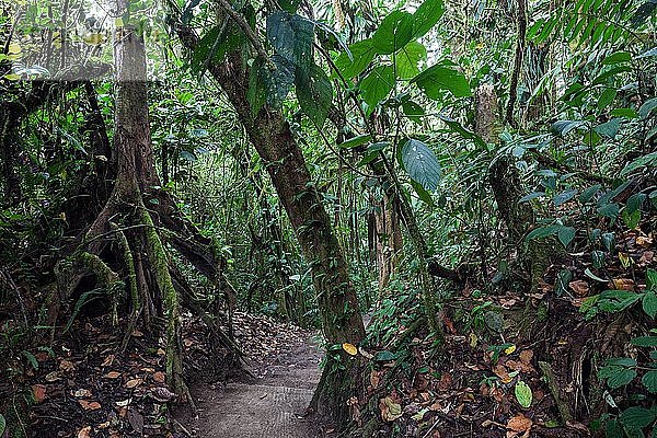 Wanderweg durch tropische Vegetation im Regenwald  Nationalpark Volcano Arenal  Parque Nacional Volcan Arenal  Provinz Alajuela  Costa Rica  Mittelamerika