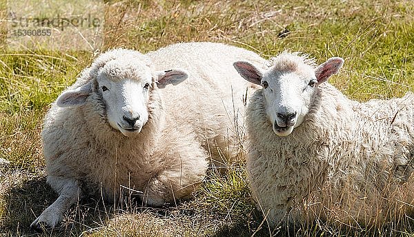 Zwei Schafe auf der Wiese  Otago Peninsula  Dunedin  Neuseeland  Ozeanien