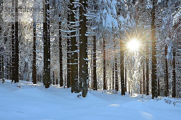 Die Sonne scheint durch einen verschneiten Fichtenwald im Winter  Nationalpark Harz  Niedersachsen  Deutschland  Europa