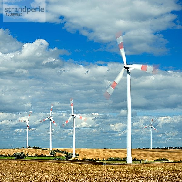 Windmühlen drehen sich  bewölkter stürmischer Himmel  abgeerntete Felder  Mansfeld-Südharz  Sachsen-Anhalt  Deutschland  Europa