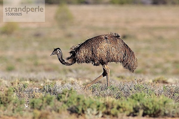 Emu (Dromaius novaehollandiae)  erwachsen  laufend  Sturt National Park  New South Wales  Australien  Ozeanien
