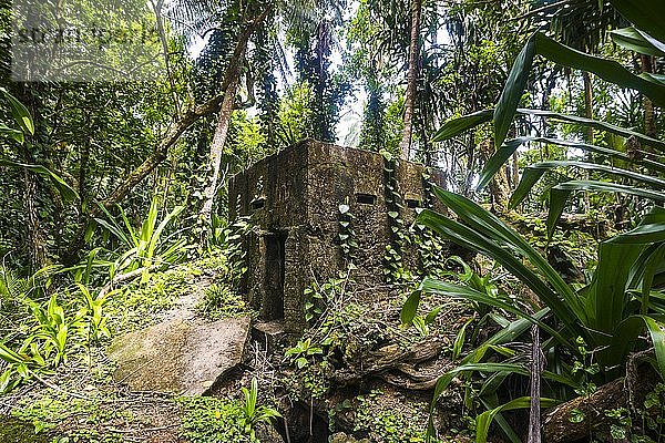 Japanischer Bunker vom Dschungel überwuchert  Kavieng  Neuirland  Papua-Neuguinea  Ozeanien