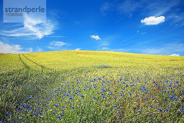 Getreidefeld mit Kornblumen (Centaurea cyanus)  ökologische Landwirtschaft  blauer Himmel mit weißen Wolken  Mecklenburg-Vorpommern  Deutschland  Europa