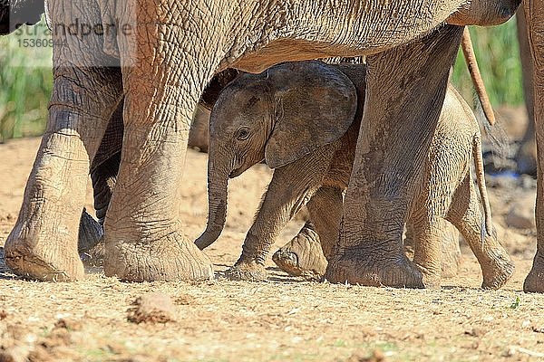 Afrikanischer Elefant (Loxodonta africana)  Jungtier im Schutz der Elefantenherde  Addo Elephant National Park  Ostkap  Südafrika  Afrika