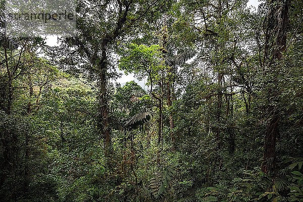 Dichte Vegetation im tropischen Regenwald  Mistico Arenal Hängebrückenpark  Mistico Arenal Hängebrückenpark  Provinz Alajuela  Costa Rica  Mittelamerika