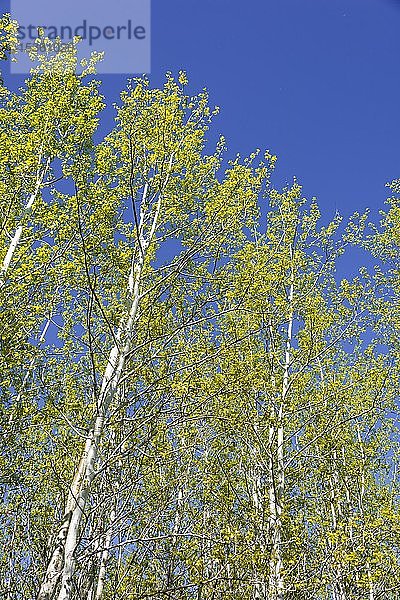 Birken (Betula)  Bäume vor blauem Himmel  Elk Island National Park  Alberta  Kanada  Nordamerika