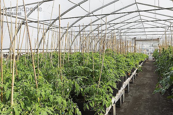 Tomate (Lycopersicon esculentum)  Pflanzen im biologischen Anbau im Gewächshaus  Provinz Quebec  Kanada  Nordamerika
