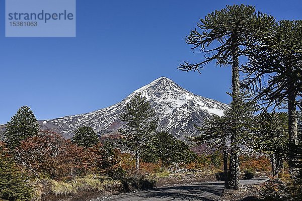 Schneebedeckter Vulkan Lanin und Affenpuzzle-Bäume (Araucaria araucana)  zwischen San Martin de los Andes und Pucon  Nationalpark Lanin  Patagonien  Argentinien  Südamerika