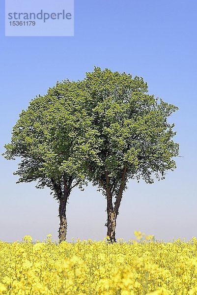 Linden (Tilia)  zwei Bäume hinter einem blühenden Rapsfeld (Brassica napus) unter einem blauen Himmel  Nordrhein-Westfalen  Deutschland  Europa