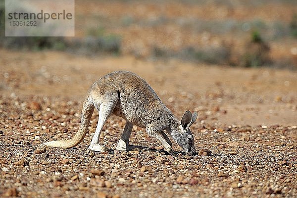 Rotes Känguru (Macropus rufus)  ausgewachsenes Tier frisst auf kargem Boden  Sturt National Park  New South Wales  Australien  Ozeanien