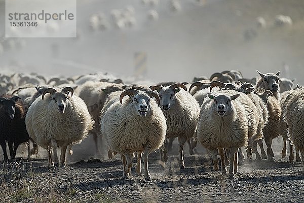 Hausschaf (Ovis aries)  Herde beim Schafzug oder Réttir  in Laugarbakki  Nordisland  Island  Europa