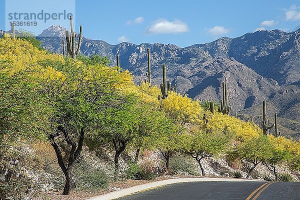 Blühende Palo-Verde-Bäume (Parkinsonia florida) und Kakteen auf der Straße  hinter den Santa Catalina Mountains  Tucson  Arizona  USA  Nordamerika