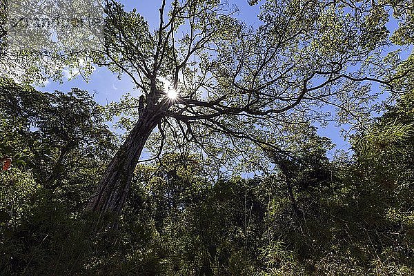 Urwaldbaum  Baumkrone im Regenwald  Gegenlicht mit Sonnenstern  Nationalpark Rincon de la Vieja  Parque Nacional Rincon de la Vieja  Provinz Guanacaste  Costa Rica  Mittelamerika