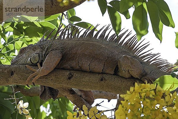 Grüner Leguan (Iguana iguana) liegt auf einem Ast  Juntas  Provinz Guanacaste  Costa Rica  Mittelamerika