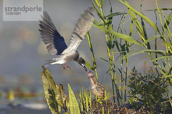 Trauerseeschwalbe (Chlidonias niger)  Altvogel füttert Küken  Naturpark Peental  Mecklenburg-Vorpommern  Deutschland  Europa