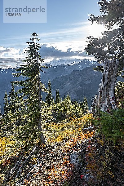 Bewaldete Berglandschaft im Herbst  Rückengletscher Mt. Baker in Wolken  Mount Baker-Snoqualmie National Forest  Washington  USA  Nordamerika