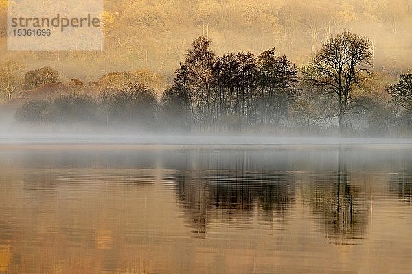 Bäume spiegeln sich in der Wasseroberfläche mit Nebel  Morgenstimmung  Rydal Water  Ambleside  Lake District National Park  Mittelengland  Großbritannien