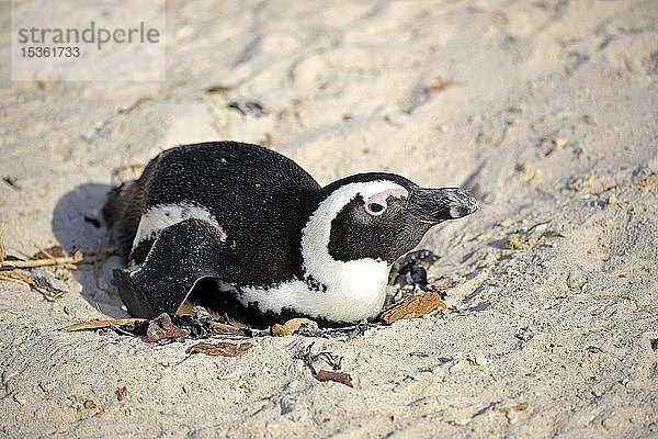 Afrikanischer Pinguin (Spheniscus demersus)  adult  brütend auf dem Nest  Boulders Beach  Simon's Town  Westkap  Südafrika  Afrika