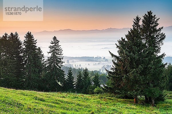 Blick vom Auerberg bei Bernbeuren  Frühnebel im Tal in der Morgendämmerung  im hinteren Alpenraum  Allgäu  Bayern  Deutschland  Europa
