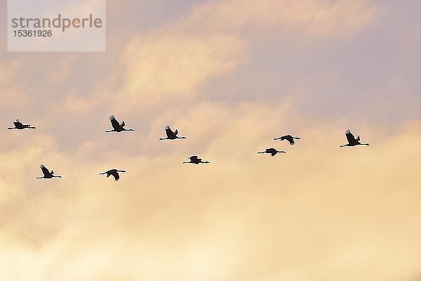 Vogelzug  Kraniche (Grus grus) fliegen in den Abendhimmel  Fischland-Darß-Zingst  Mecklenburg-Vorpommern  Deutschland  Europa
