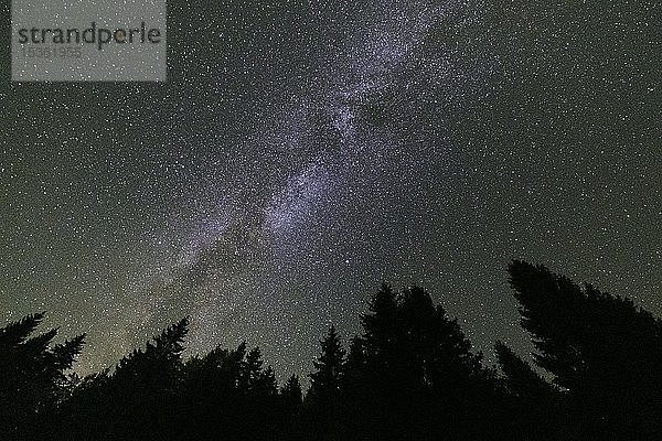 Sternenhimmel mit Milchstraße über einem Wald  Stara Fu?ina  Slowenien  Europa